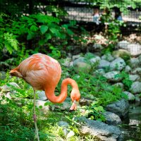 Flamingo :: Vadim Raskin