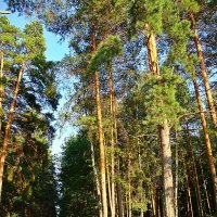 Тропа в лес :: Лидия (naum.lidiya)