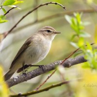 Пеночка-теньковка - Phylloscopus collybita. :: Евгений 