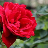Любовь - как роза красная .... :: Маргарита ( Марта ) Дрожжина