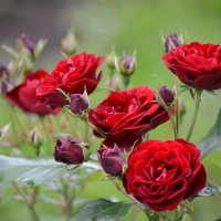 розы :: Константин Трапезников