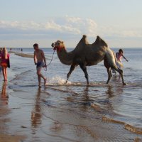 Верблюд на Белом море :: Елена Перевозникова