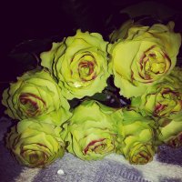 Необычный цвет роз :: Полина Бесчастнова