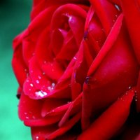 Роза после дождя... :: Артём Пахомов
