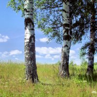 На природе :: Владимир Андреевич Ульянов