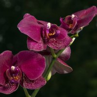 Орхидеи :: Sergey Kiselev