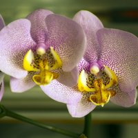 орхидеи :: juriy luskin