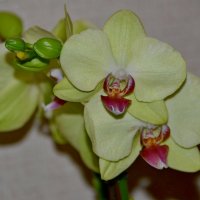 Орхидея :: zhanna-zakutnaya З.
