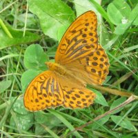 Оранжевая бабочка . :: Мила Бовкун