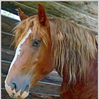 Портрет Алтайского коня :: Кай-8 (Ярослав) Забелин