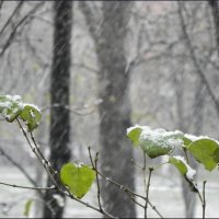 Снегопад :: Анатолий Цыганок