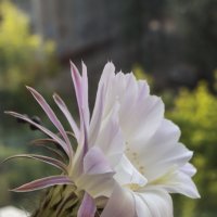 Эхинопсис цветёт :: Рената Сергеевна Рамазанова