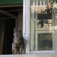 Кот в окне :: LitFox .......