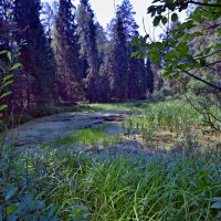 Озеро в глухом лесу :: Владимир Дементьев