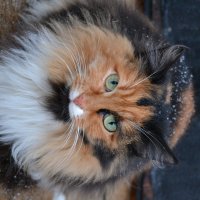 уличная кошка :: Ирина Пономарева