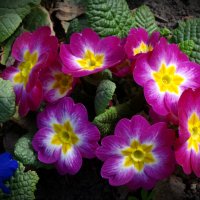 Весенние цветы :: Наталия Короткова