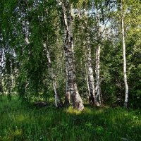 Берёзовый лес :: Валентина Пирогова