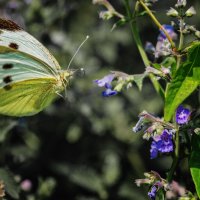 Про бабочек :: Владимир Самсонов