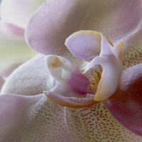 Макро орхидеи :: Galina Kazakova