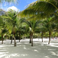 Пальмовый пляж Ривьеры Майя :: Елена Шемякина