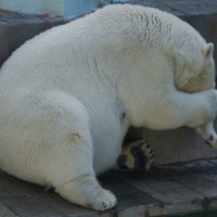 Я ничего не вижу :: Константин Селедков