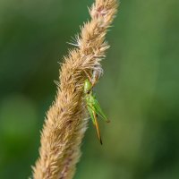 Жил себе кузнечик :: Юрий Афанасьевич .