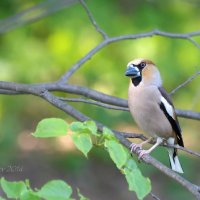 Обыкновенный дубонос - Coccothraustes coccothraustes :: Евгений 