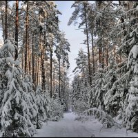 Зимний лес :: Игорь Волков