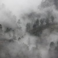 Лес в облаках :: Нелли Денисова