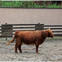 Шотландская высокогорная корова (lat. Bos primigenius f. taurus)... :: Dana Spissiak
