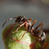 весенний муравьишка :: Ольга Шерстобитова