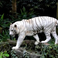 Бенгальский тигр :: Елена Шемякина