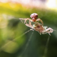 Жертва :: Анатолий Юдин