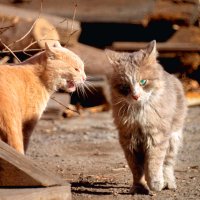 Коты на улице :: Павел Крутенко