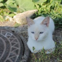 кошка мила :: Ирина Рыкина