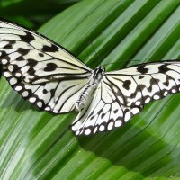 Тропическая бабочка Идея Левконоя :: Елена Шемякина