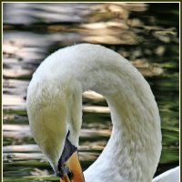 а белый лебедь на пруду... :: Дмитрий Анцыферов