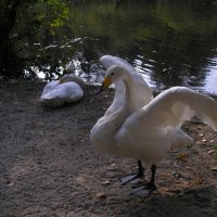Лебеди-подростки :: busik69 