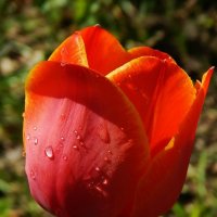 Счастливая жизнь тюльпана :: Валентина Пирогова
