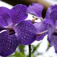 орхидеи :: Olga 