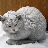 Бело-Снежный кот :: Игорь Викторович 