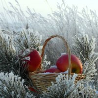 Охлаждённые яблочки. :: nadyasilyuk Вознюк