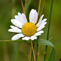 кусочек лета :: Мария Чуева