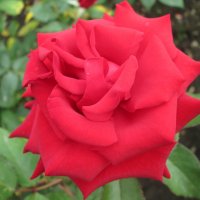 Красная роза... :: Тамара (st.tamara)