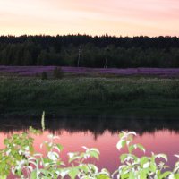 лиловое отражение. :: марина ржаницына 