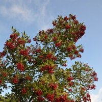 05.01.13 Гетеромелес древолистный или Тойон (лат. Heteromeles arbutifolia) :: Борис Ржевский