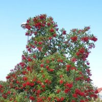 05.01.13 Гетеромелес древолистный или Тойон (лат. Heteromeles arbutifolia) :: Борис Ржевский