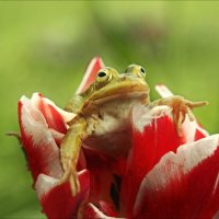 Про лягушку на тюльпане... :: Елена Kазак (selena1965)