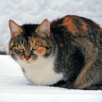 Кошка :: leoligra 