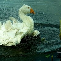 купание белого гуся) :: Алёна ChevyCherry